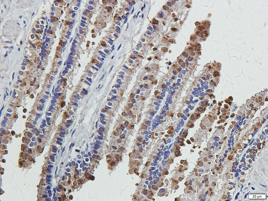 CRUM3 antibody