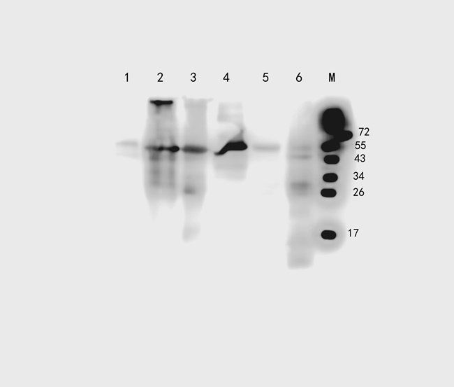 CRUM3 antibody