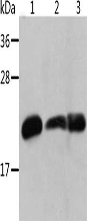 CRYAB Antibody