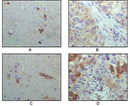 CRYAB Antibody