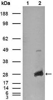 CRYAB Antibody