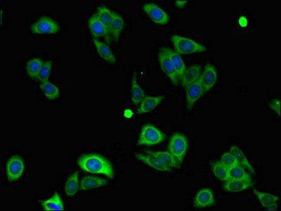 NLRP3 Antibody