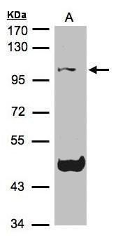 TCF19 antibody
