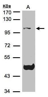 transcription factor 19 Antibody