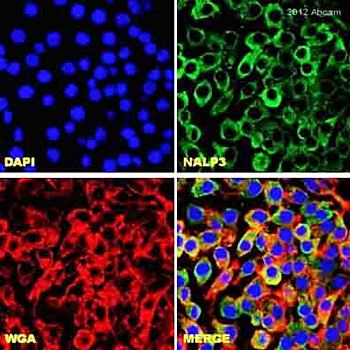 Goat anti-CIAS1 / cryopyrin ( C Terminus) Antibody