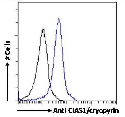 Goat anti-CIAS1 / cryopyrin ( C Terminus) Antibody