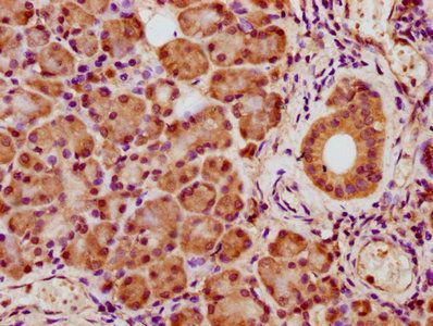 CRYZ Antibody