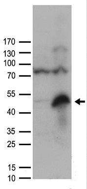 CSAG2 Antibody