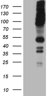 CSAG2 Antibody