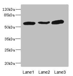 MARCO antibody