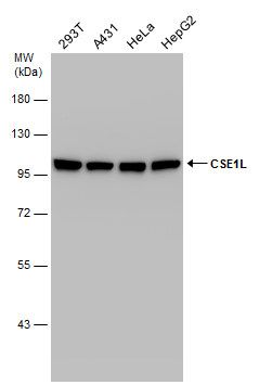 CSE1L antibody
