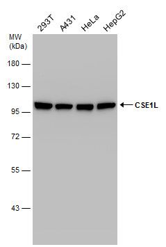 chromosome segregation 1 like Antibody