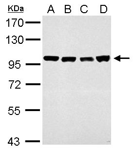 chromosome segregation 1 like Antibody