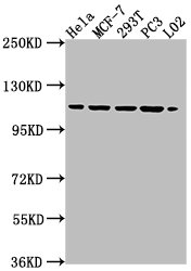 CSE1L Antibody