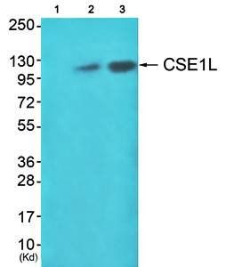 CSE1L antibody