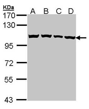 CSE1L antibody