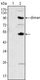 CSF1 Antibody