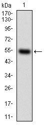 CSF1R Antibody