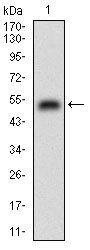 CSF1R Antibody