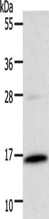 CSF2 Antibody