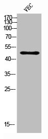 CSF2RA Antibody