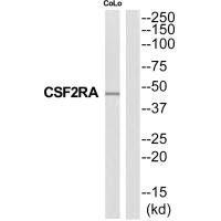 CSF2RA Antibody