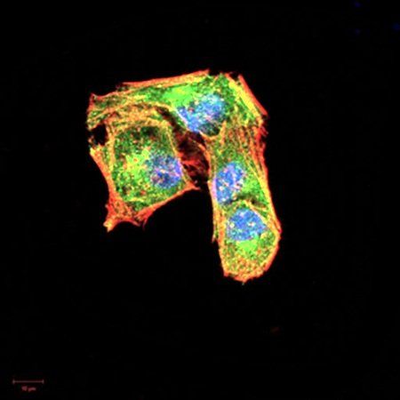 CSF3 Antibody