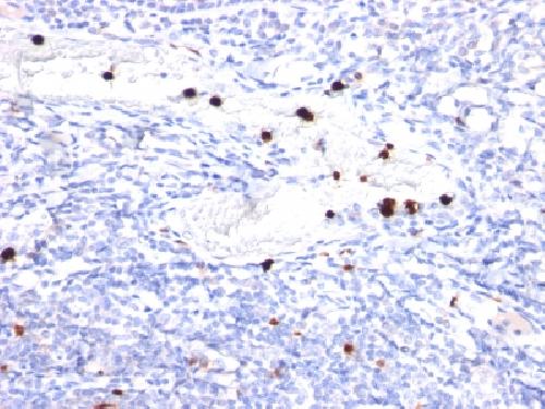 CSF3 Antibody