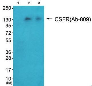 CSFR (Ab-809) Antibody