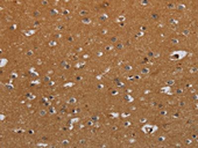 CSH1 Antibody