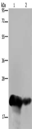 CSH1 Antibody