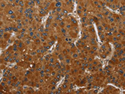 CSH1 Antibody