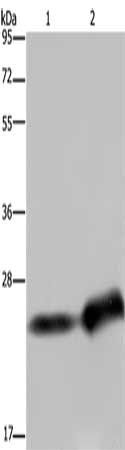 CSH1 Antibody