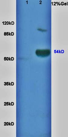 CSIG antibody