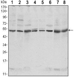 CSK Antibody