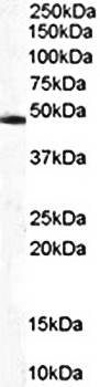 Goat anti-CSN2 / TRIP15 Antibody