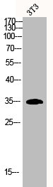 CSNK1A1 Antibody