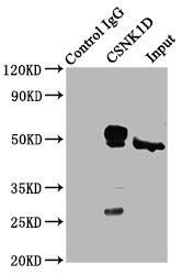 CSNK1D Antibody