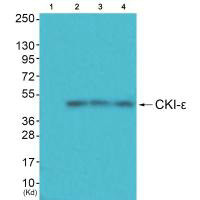 CSNK1E Antibody