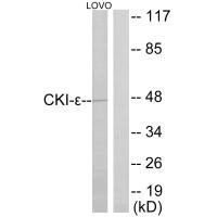 CSNK1E Antibody