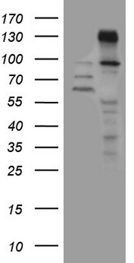 CSNK1G1 Antibody