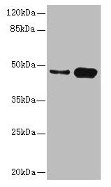 CSNK1G2 antibody