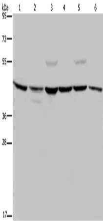 CSNK2A1 antibody