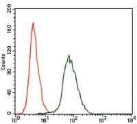 CSNK2A2 Antibody