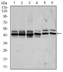 CSNK2A2 Antibody