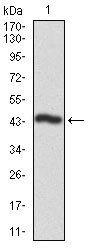 CSNK2A2 Antibody