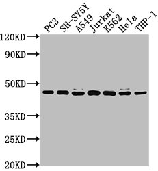 CSNK2A3 antibody