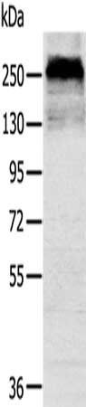 CSPG4 antibody