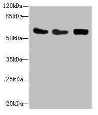 CSRNP2 antibody