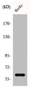 CSRNP2 antibody